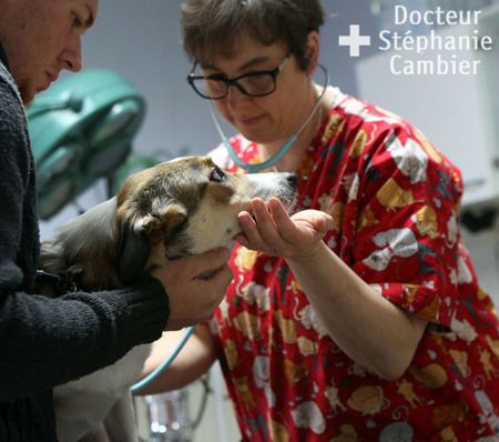 Docteur Stéphanie CAMBIER  - Nos services